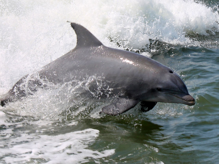 Salt River Dolphin Quest