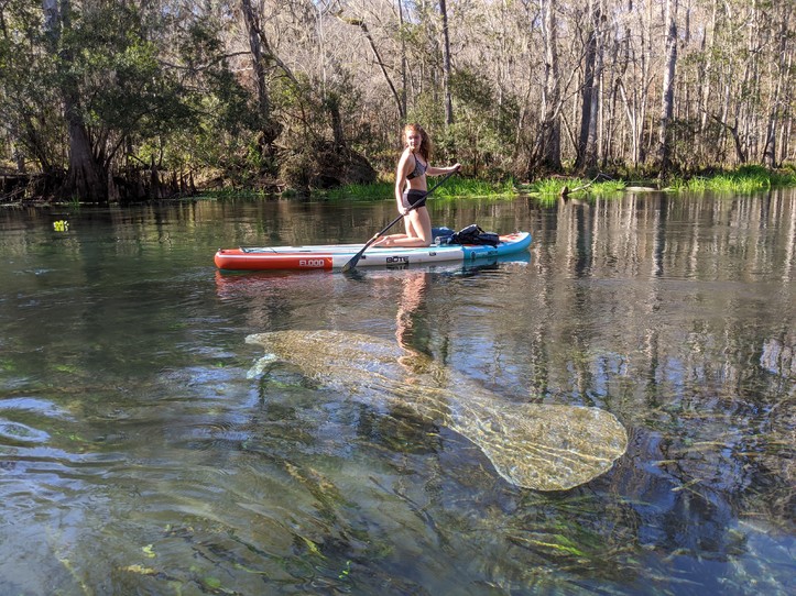 Paddle with Manatees 