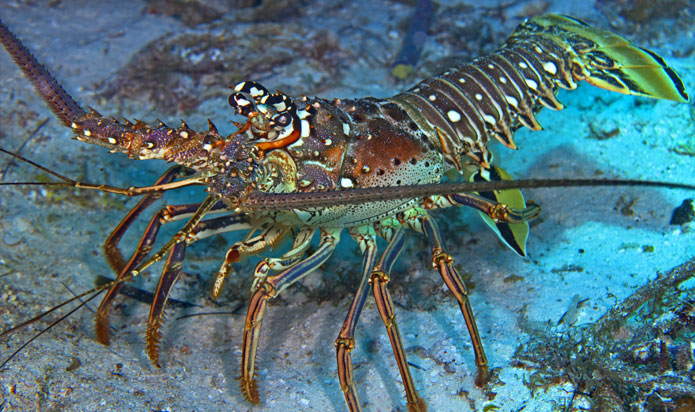 Lobster Mini-Season 2024! (2 Tank Open Water Level)