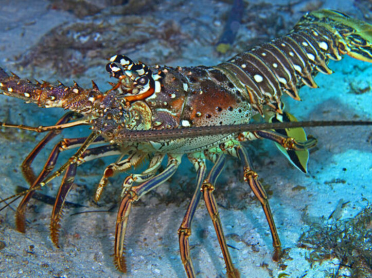 Lobster Mini-Season 2023! (2 Tank Open Water Level)