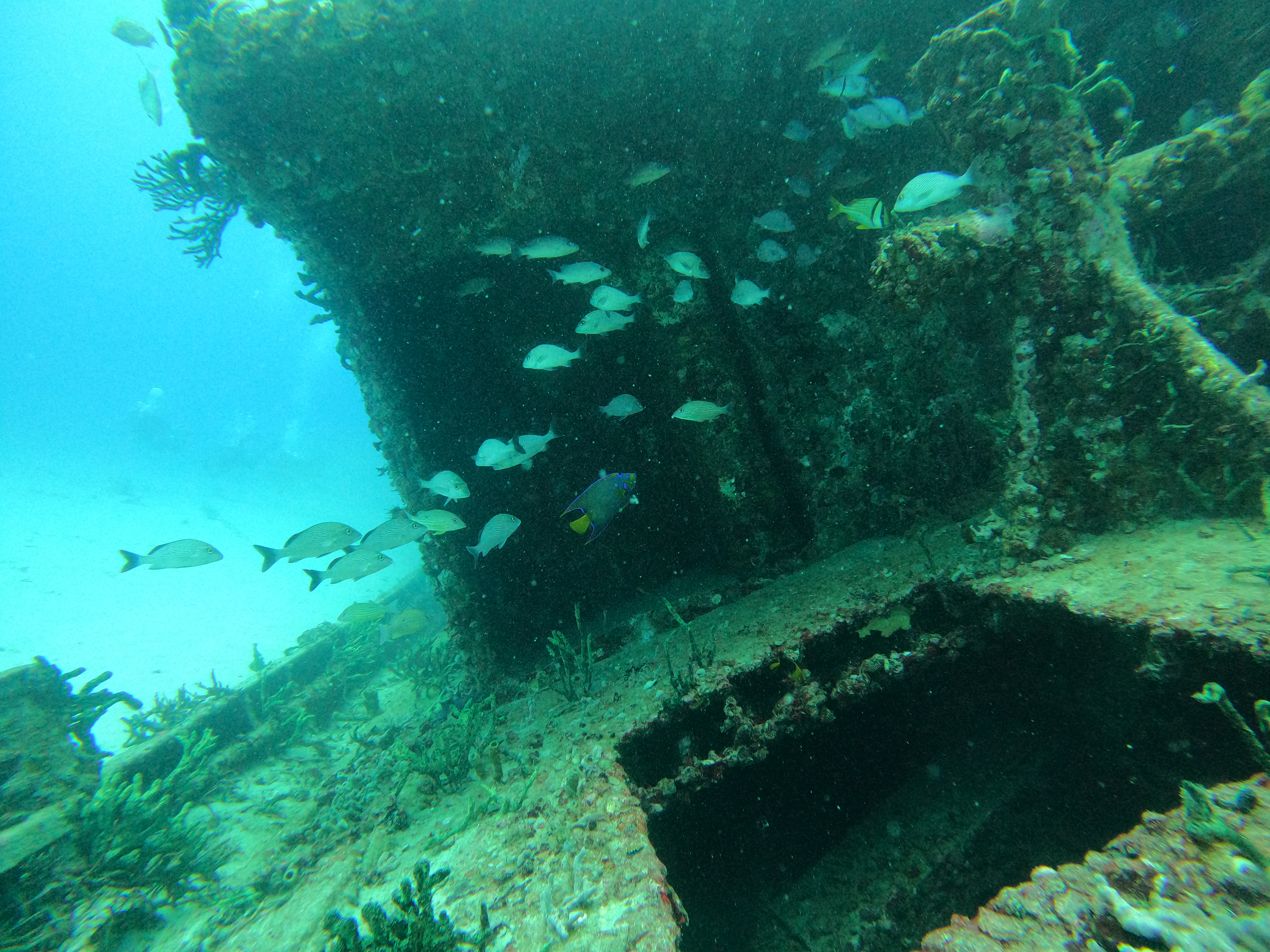 Jay Scutti (or other 60ft Wreck) and Reef (2 Tank Open Water Level)